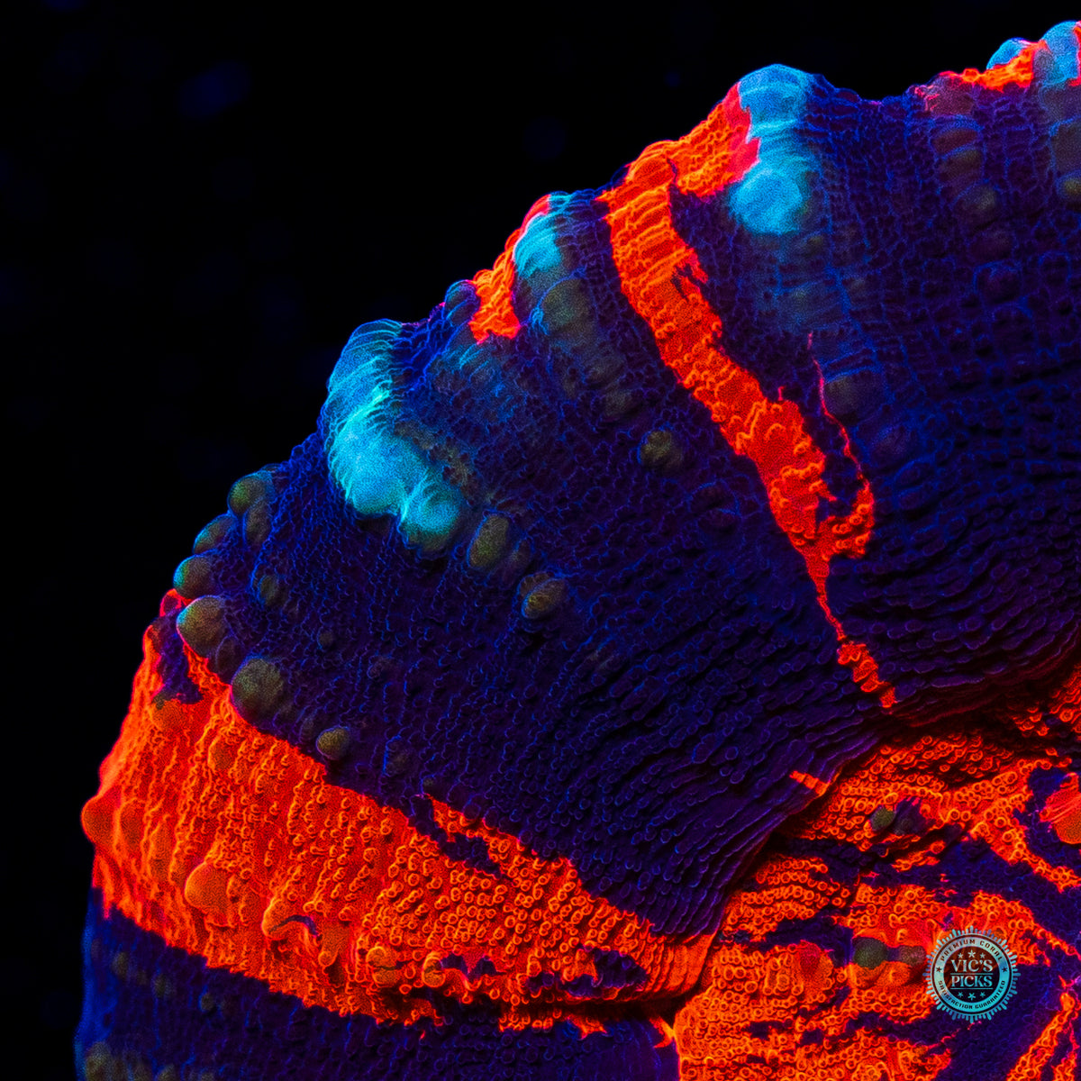 Flaming Pinwheel Warpaint Scolymia