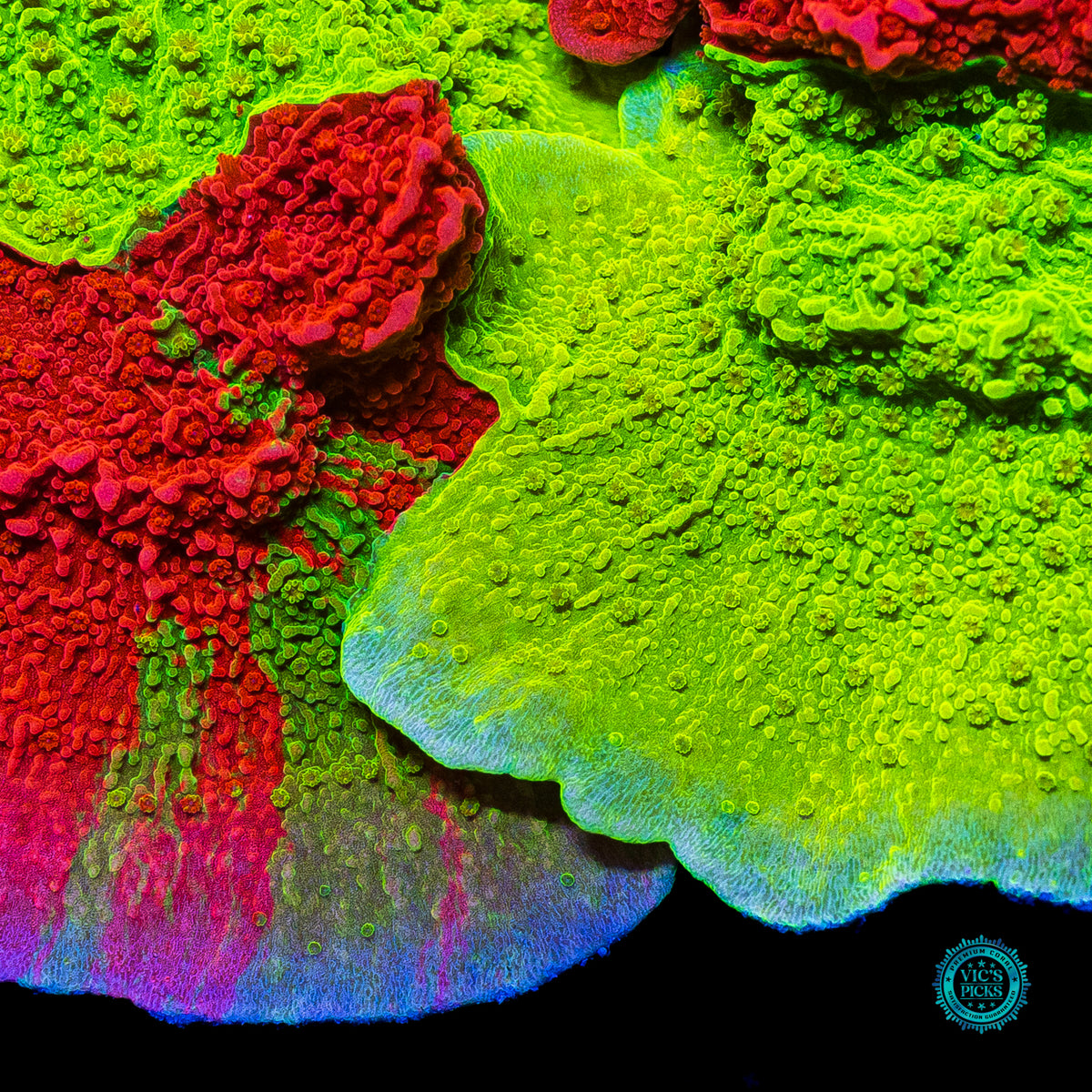 WWC Triple Threat Grafted Montipora