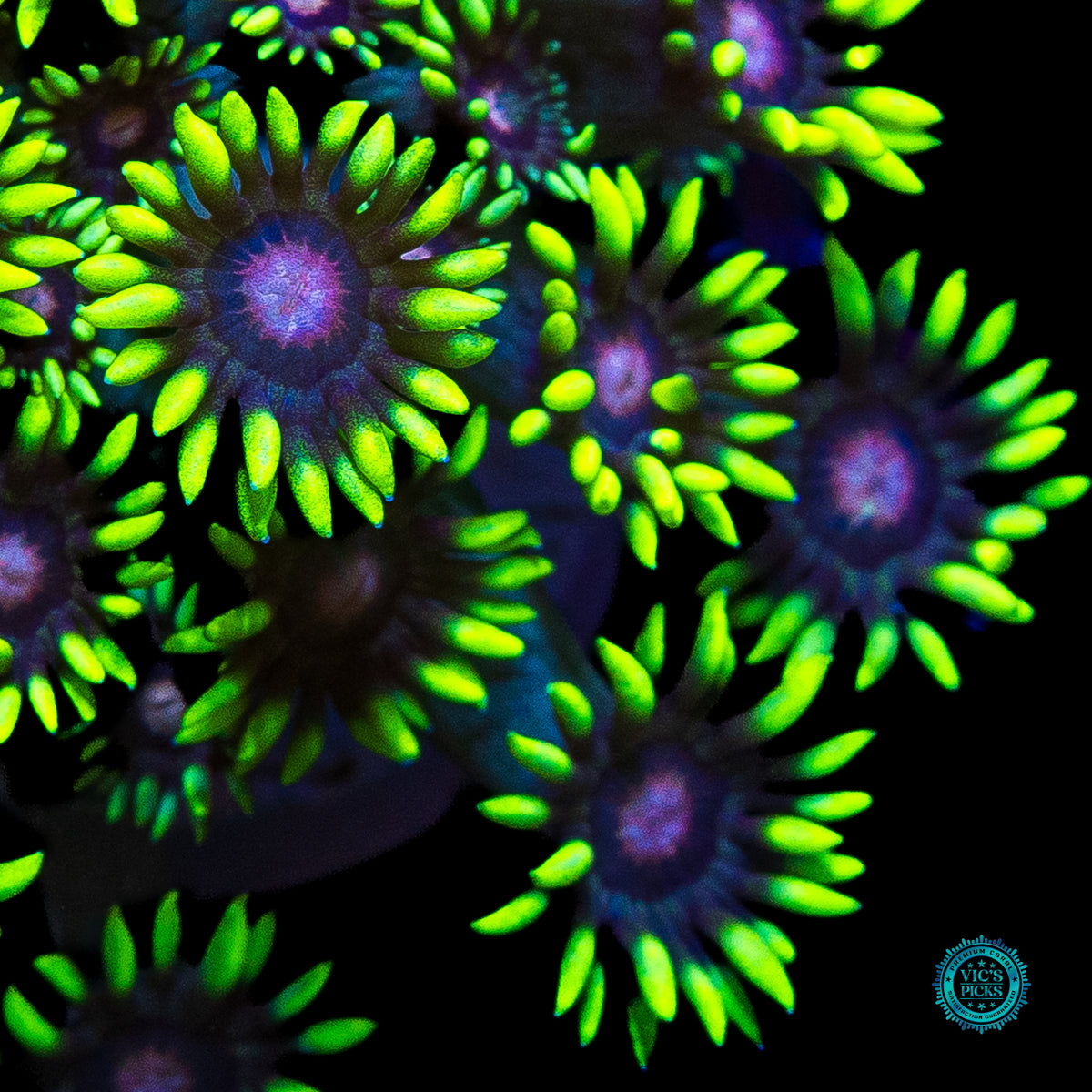 Poison Bomb Goniopora