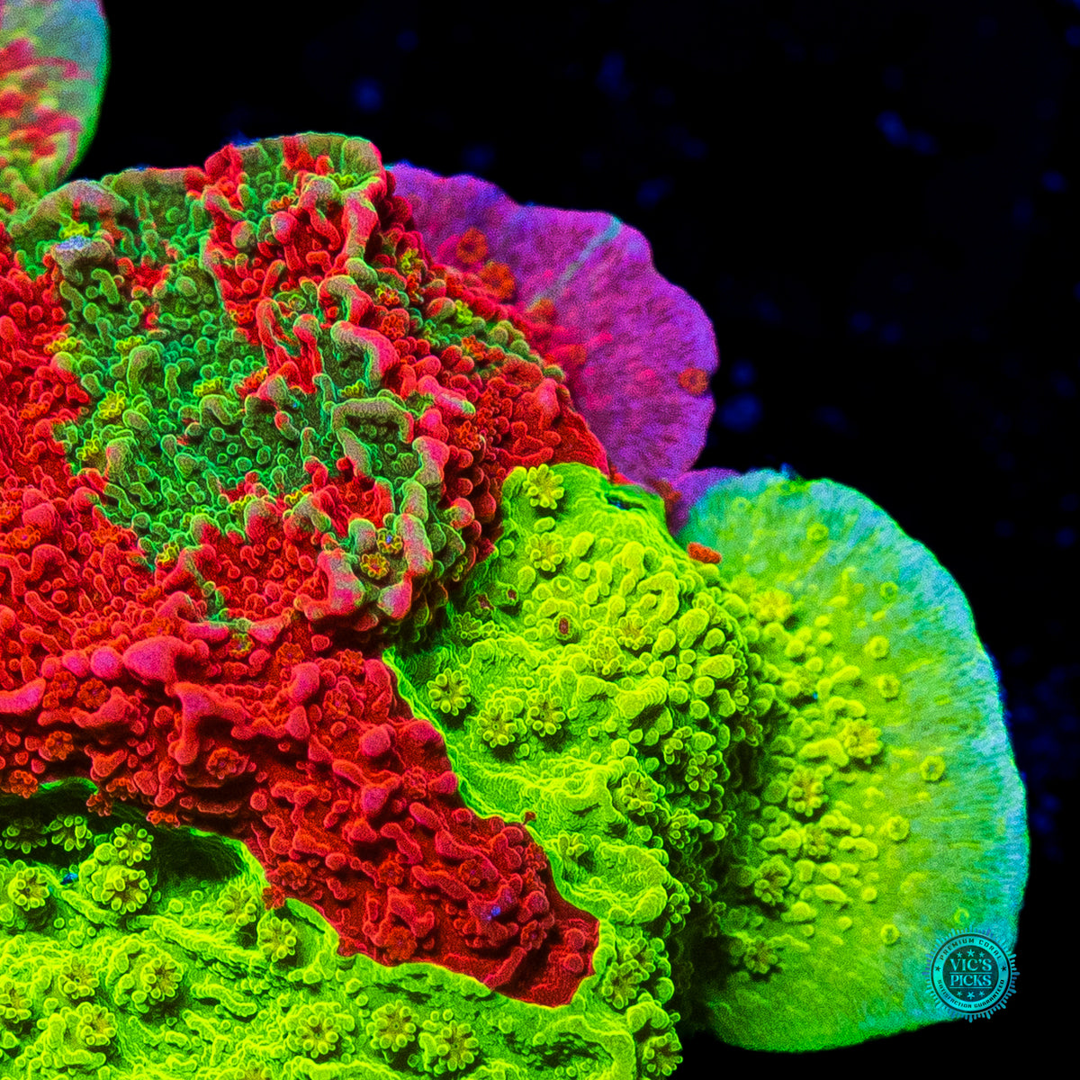 WWC Triple Threat Grafted Montipora