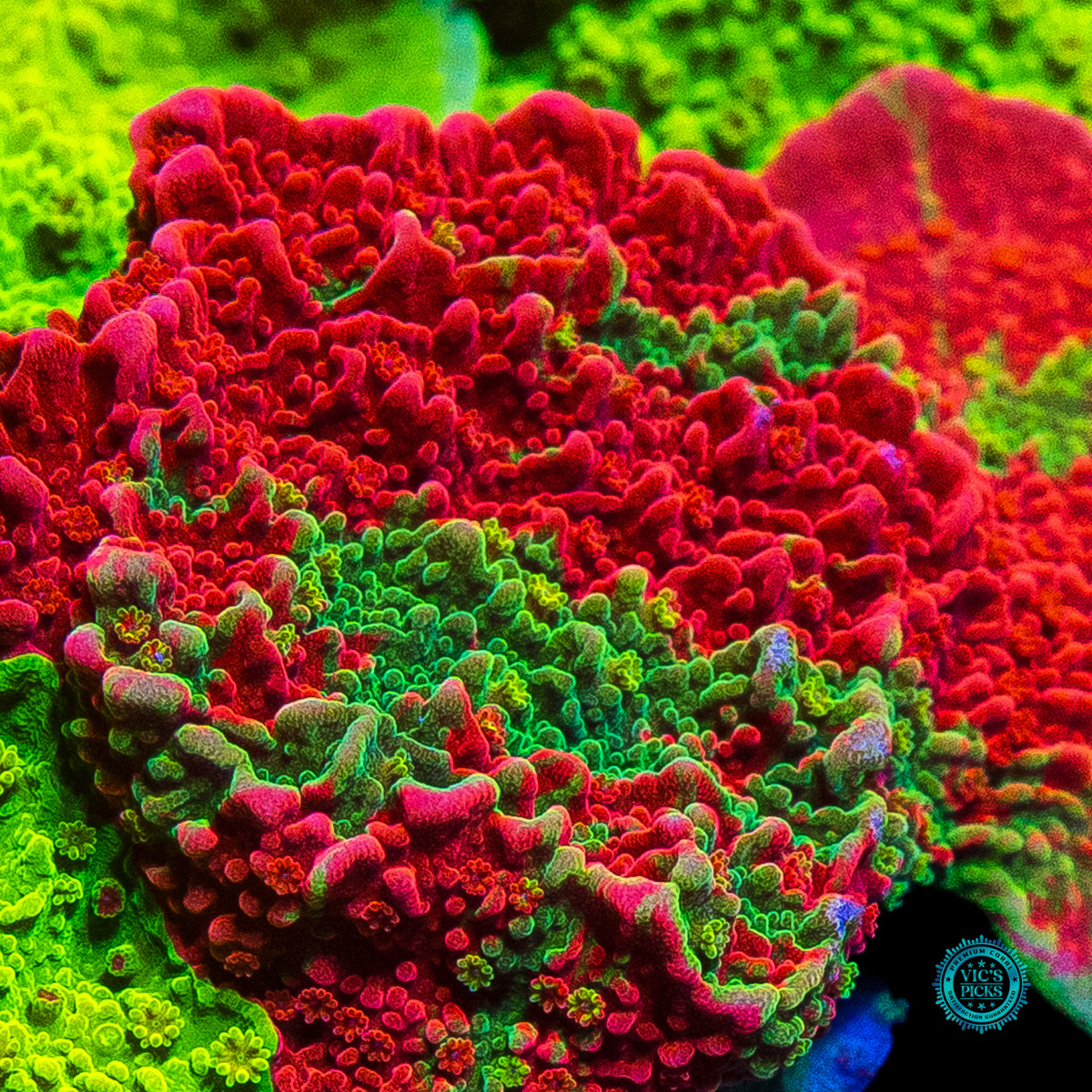 WWC Triple Threat Grafted Montipora