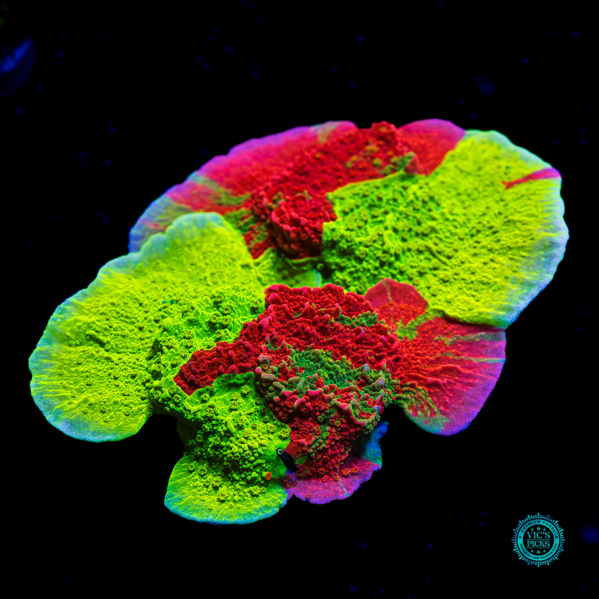 WWC Triple Threat Grafted Montipora