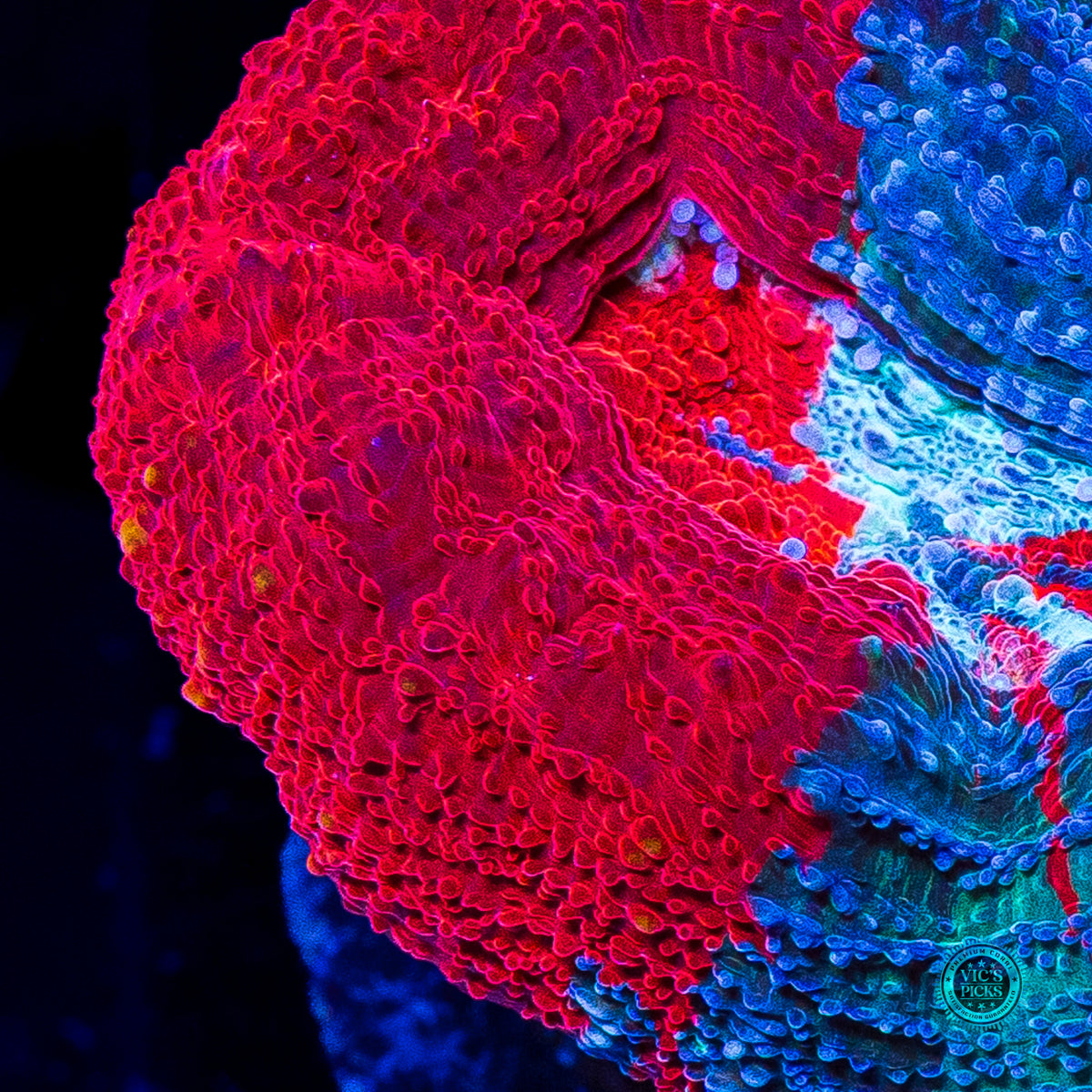 Scarlet Nebula Bowerbanki