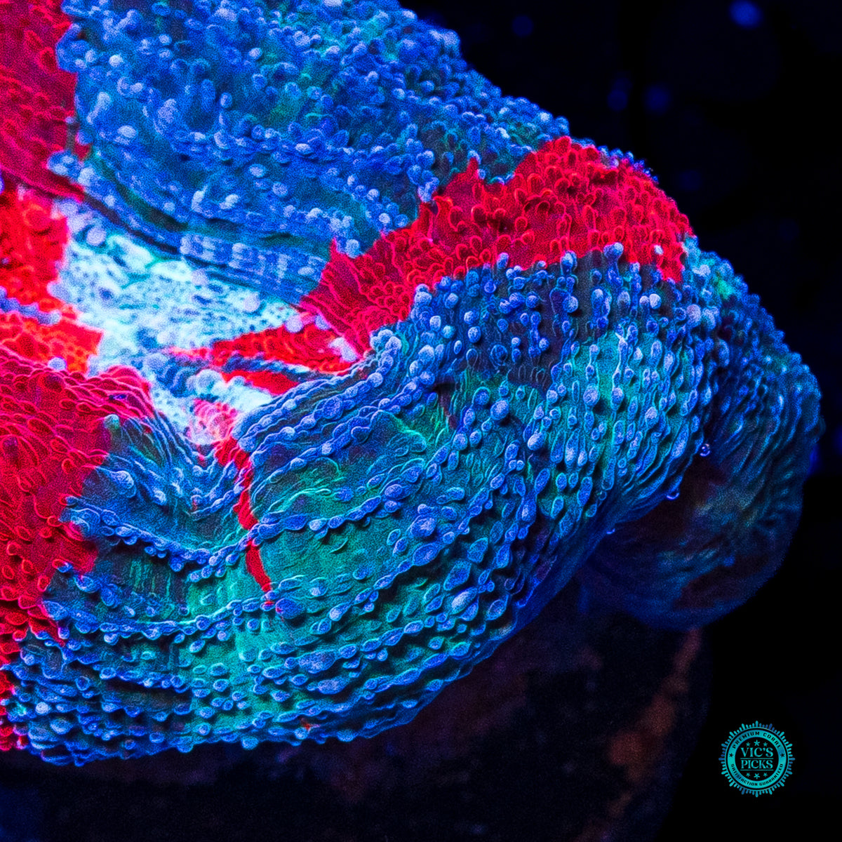 Scarlet Nebula Bowerbanki