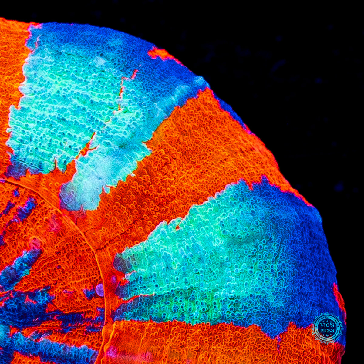 Holographic Warpaint Scolymia
