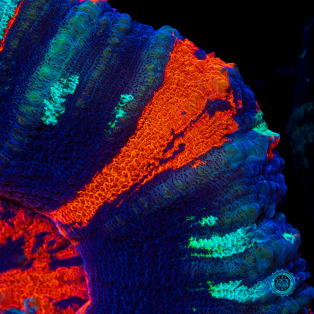 Frost Bitten Warpaint Scolymia