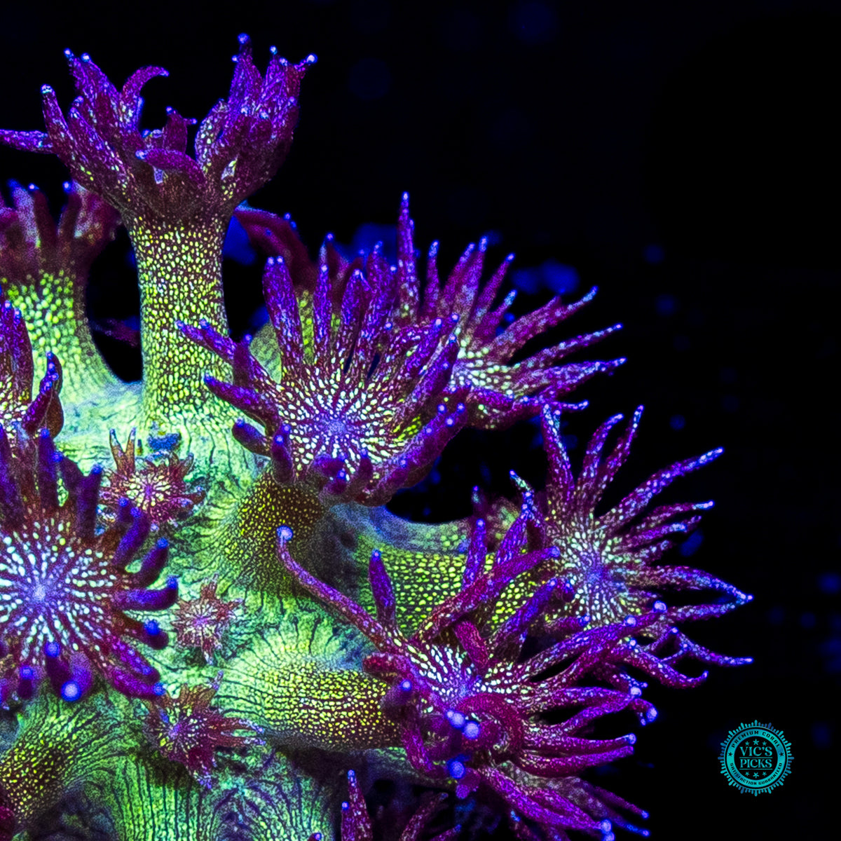 WWC Super Nova Glitter Goniopora