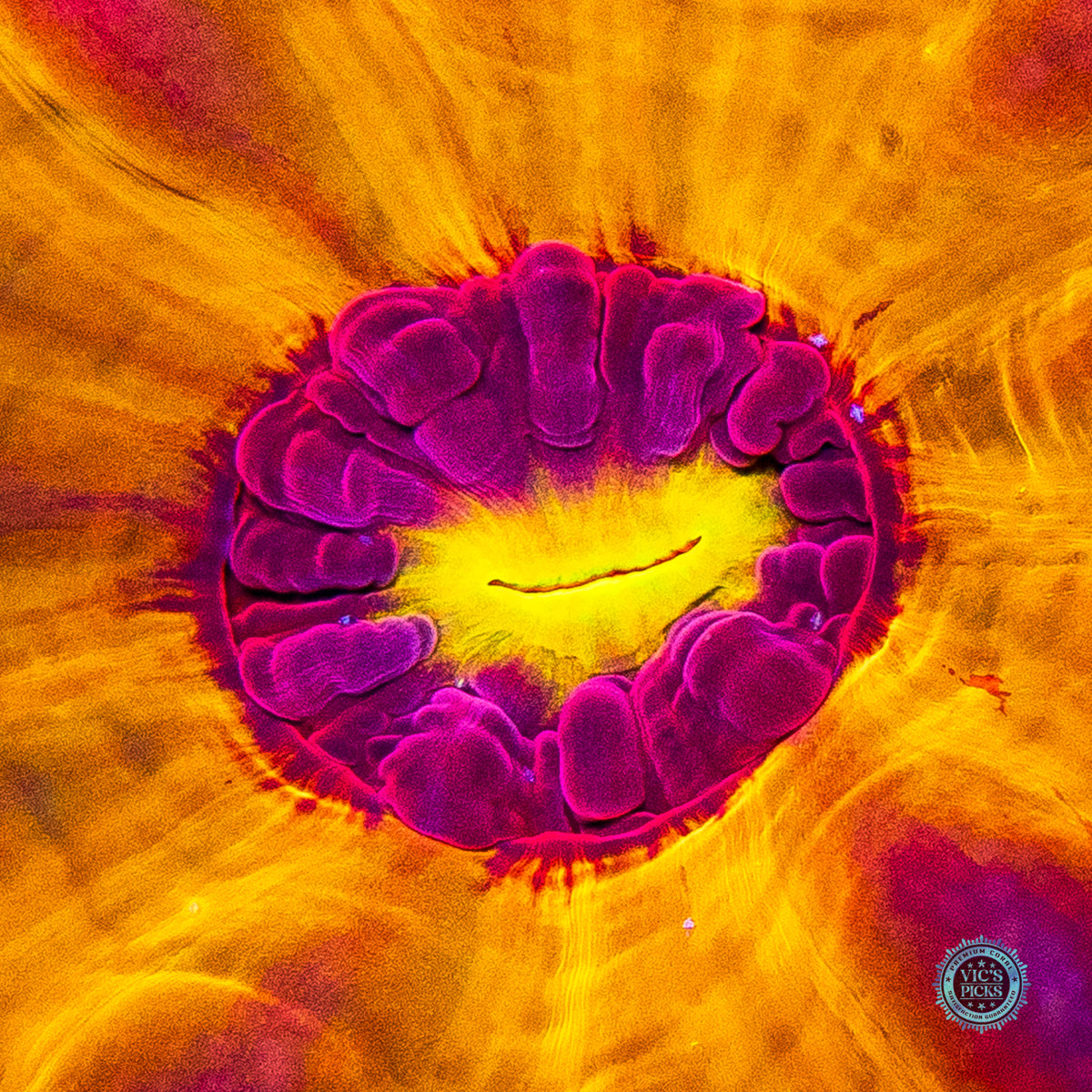 Eye of Sauron Cynarina