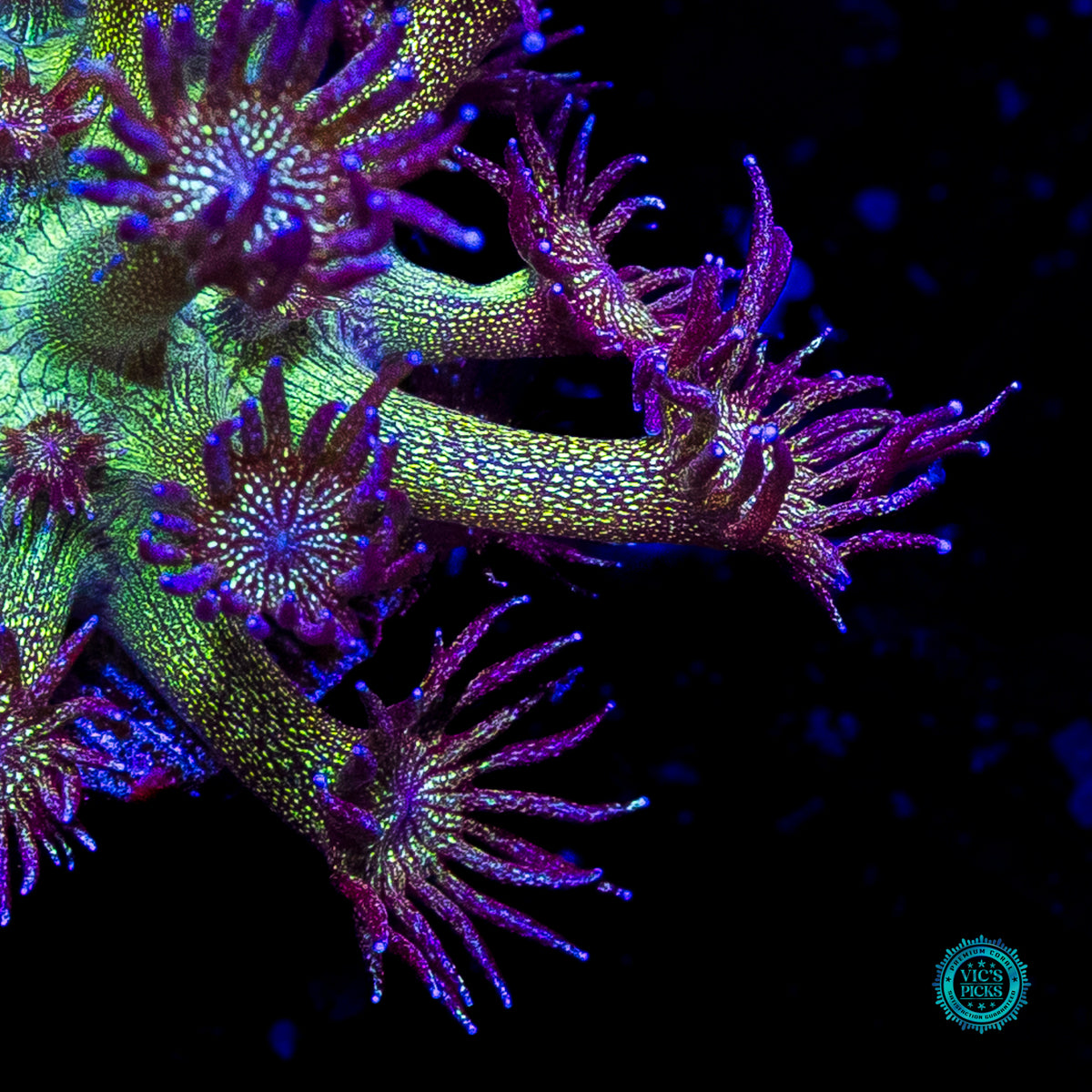 WWC Super Nova Glitter Goniopora