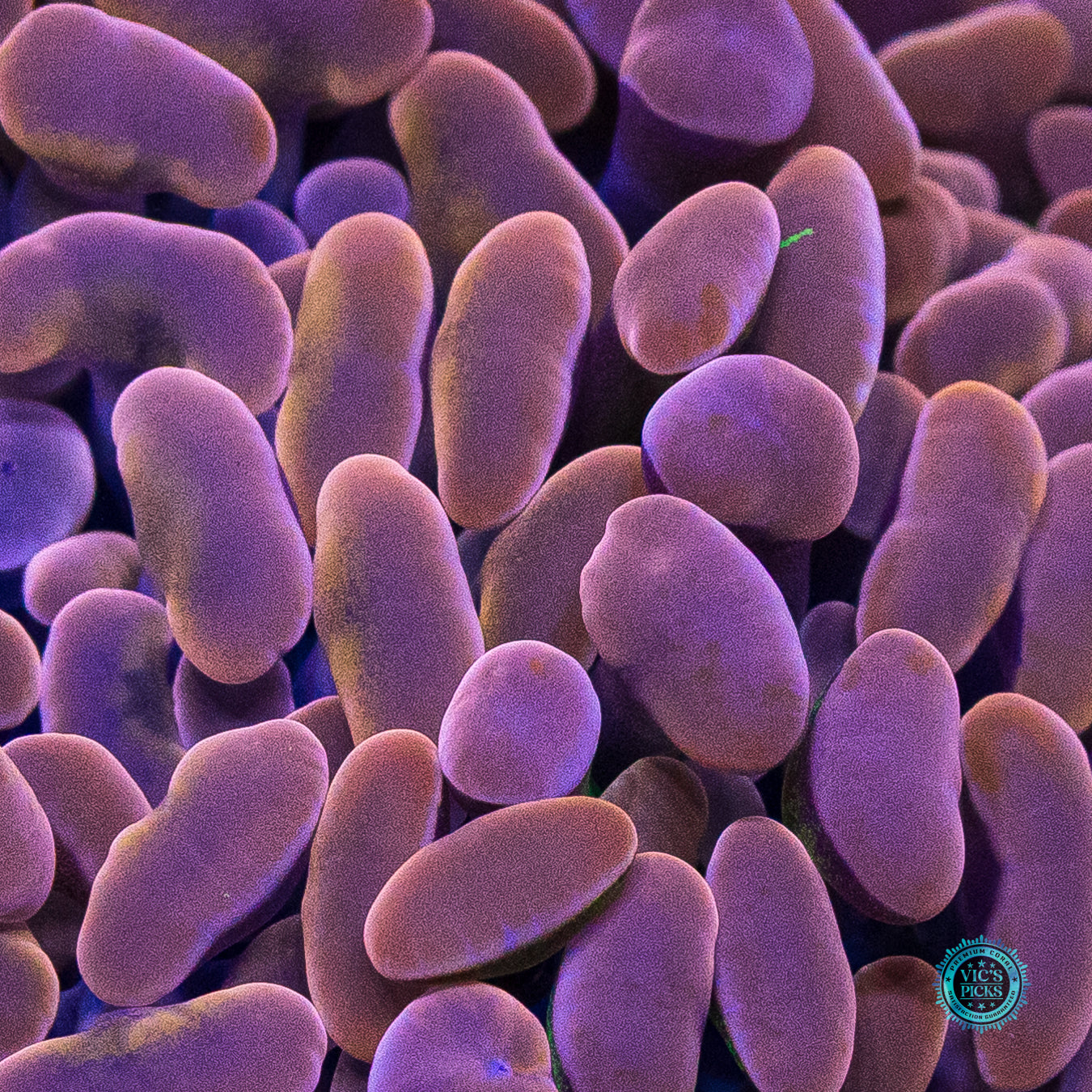 WWC Blood Moon Branching Hammer