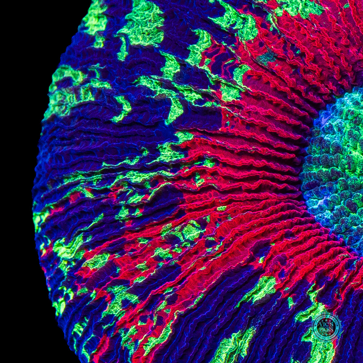 Fire Planet Trachyphyllia
