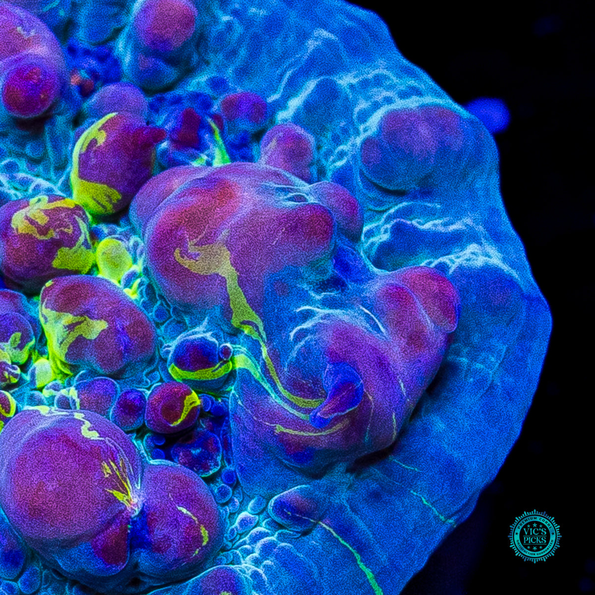 WWC Cosmic Candy Bounce Chalice