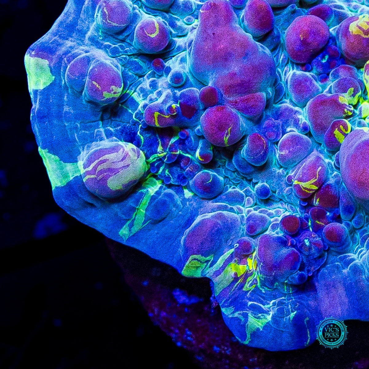 WWC Cosmic Candy Bounce Chalice
