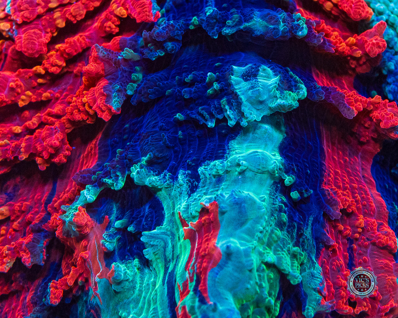 Infernal Flames Acanthophyllia