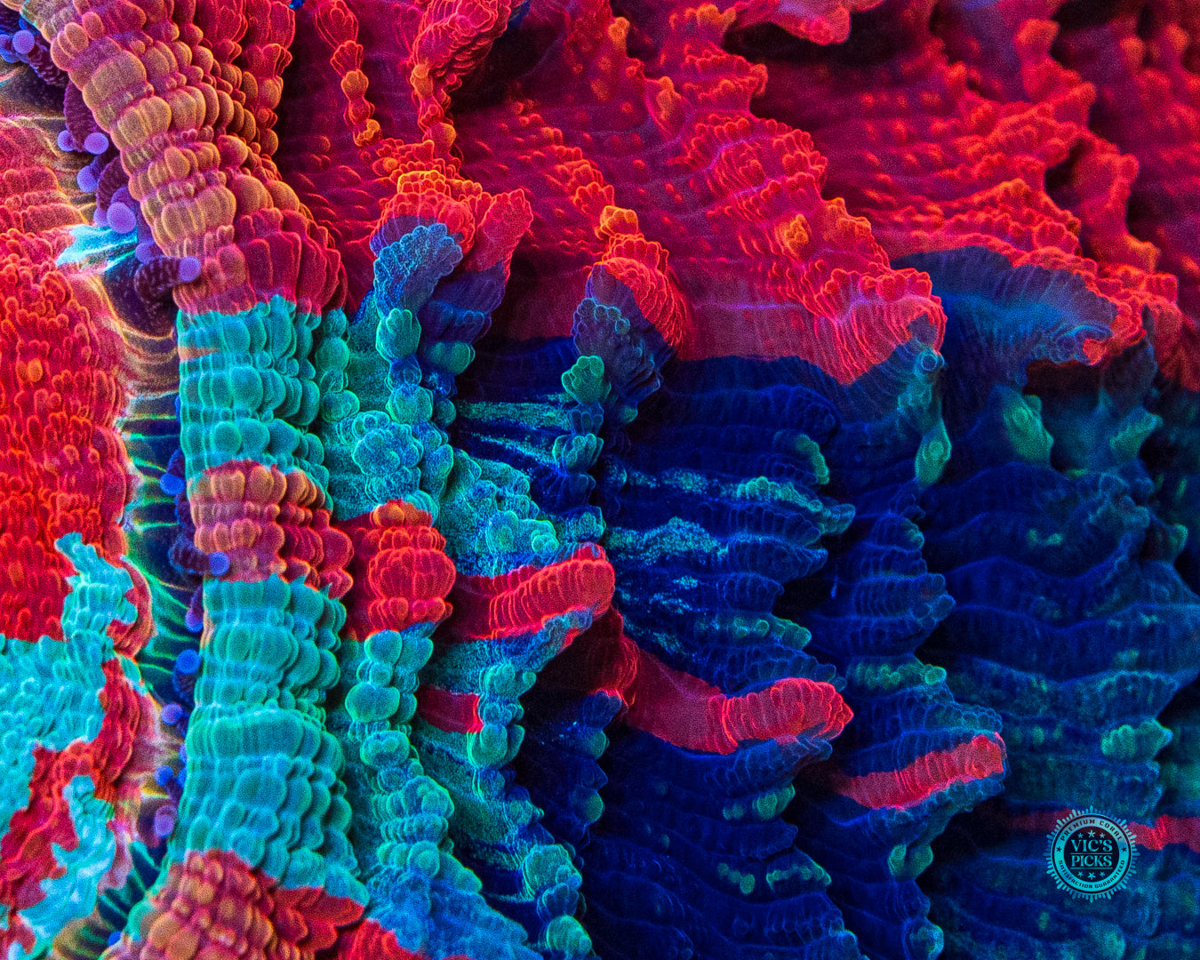 Infernal Flames Acanthophyllia