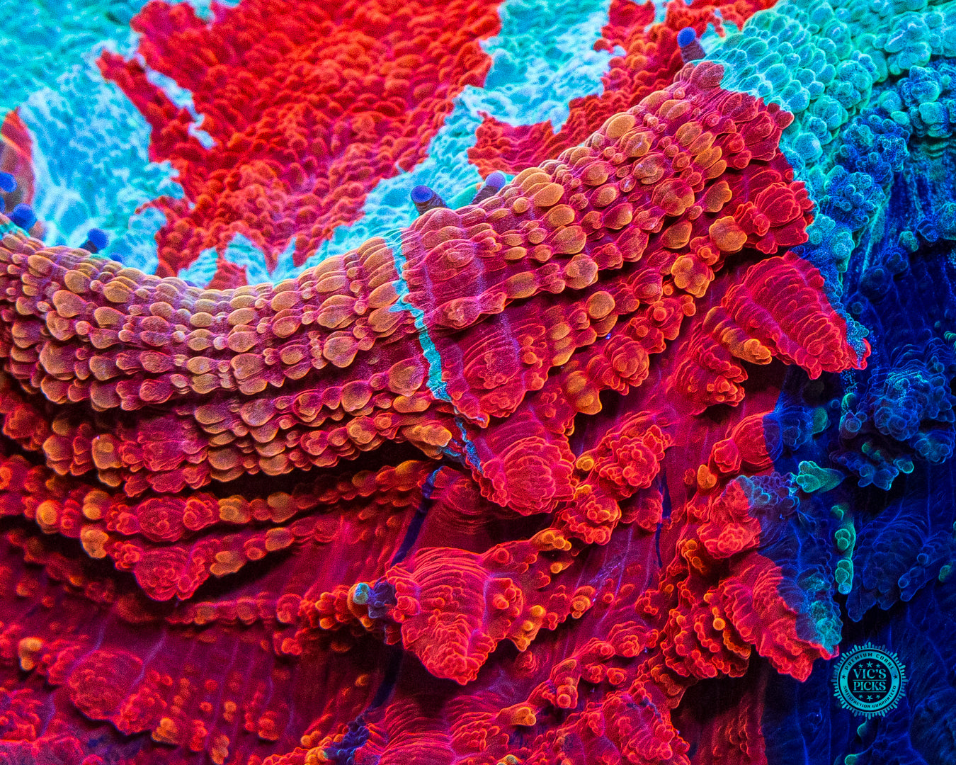 Infernal Flames Acanthophyllia