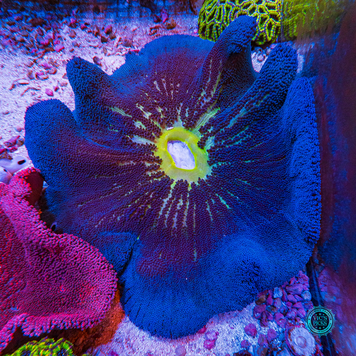 Jumbo Sapphire Blue Carpet Anemone