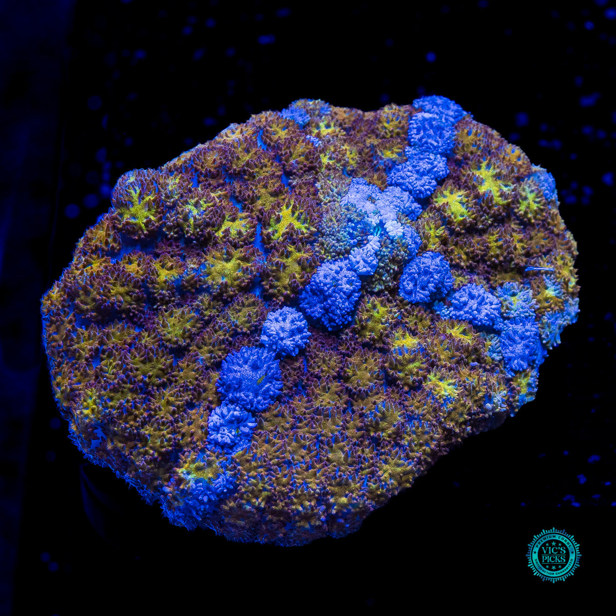 Gilded River Carpet Mushroom