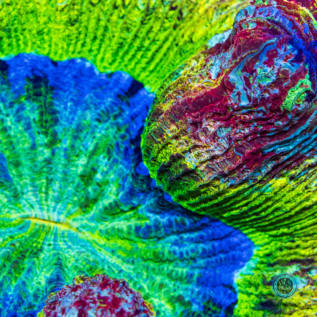 Solar Bath Trachyphyllia