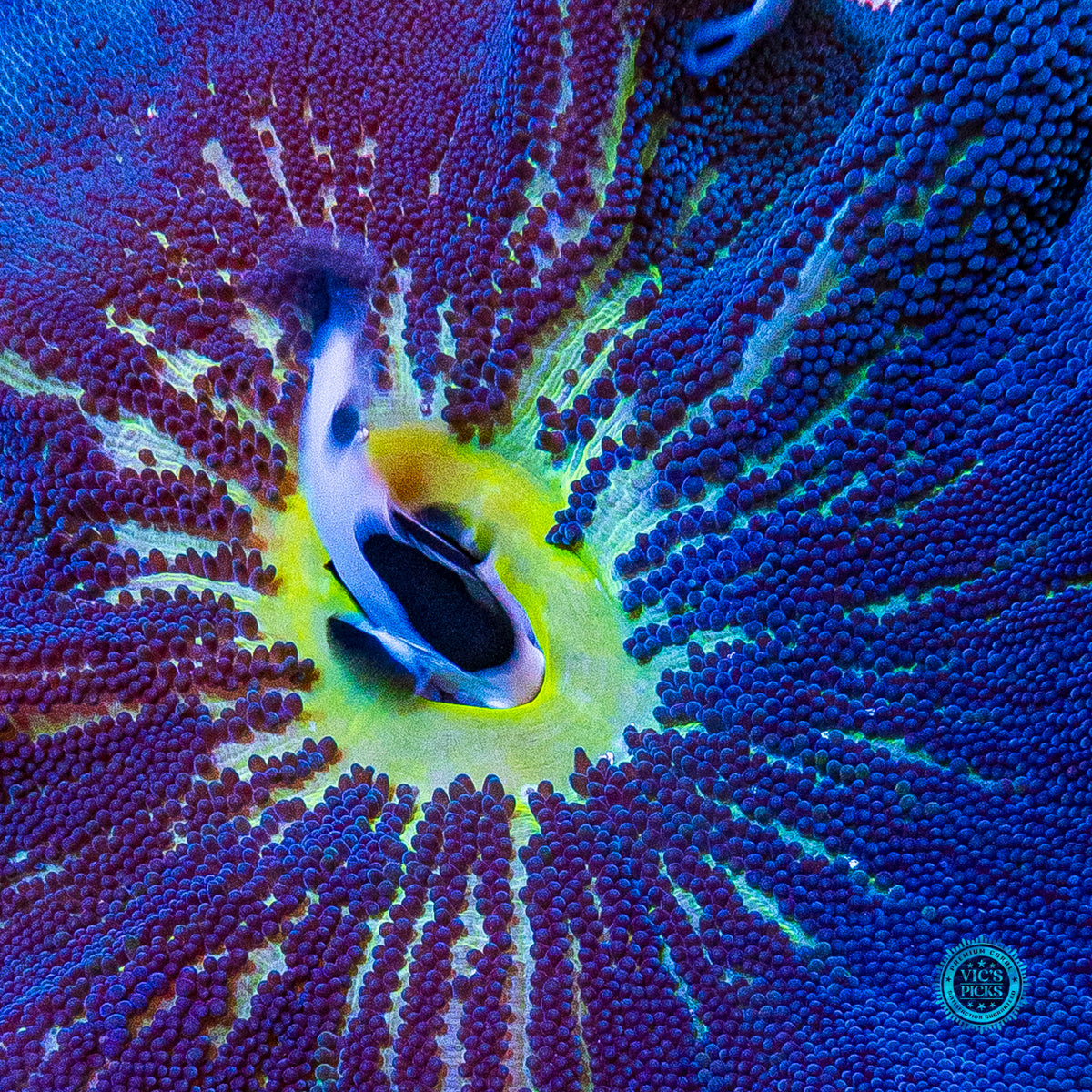 Jumbo Sapphire Blue Carpet Anemone