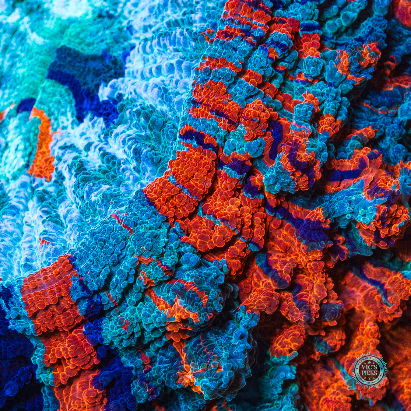 Firestorm Acanthophyllia