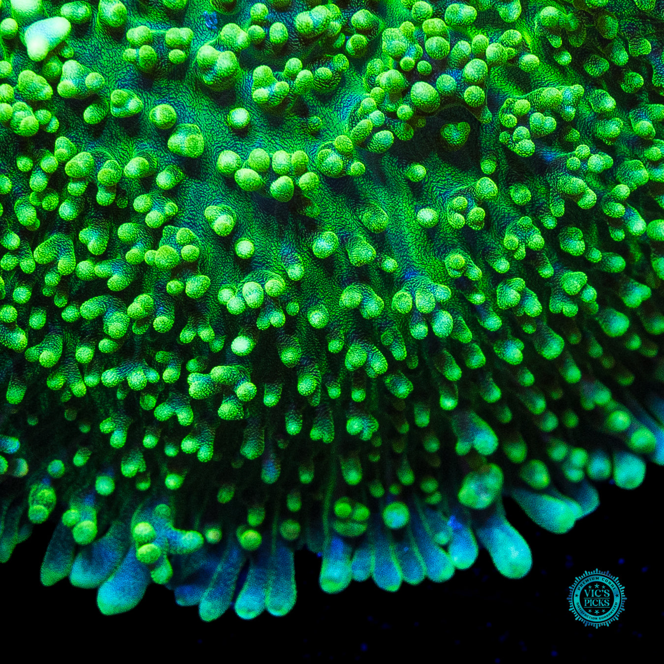Fuzzy Leprechaun Mushroom