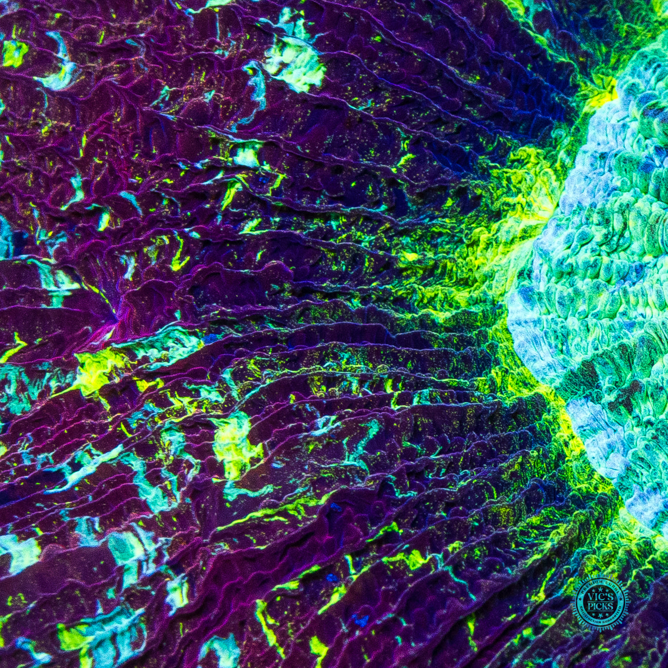 Grapelicious Trachyphyllia