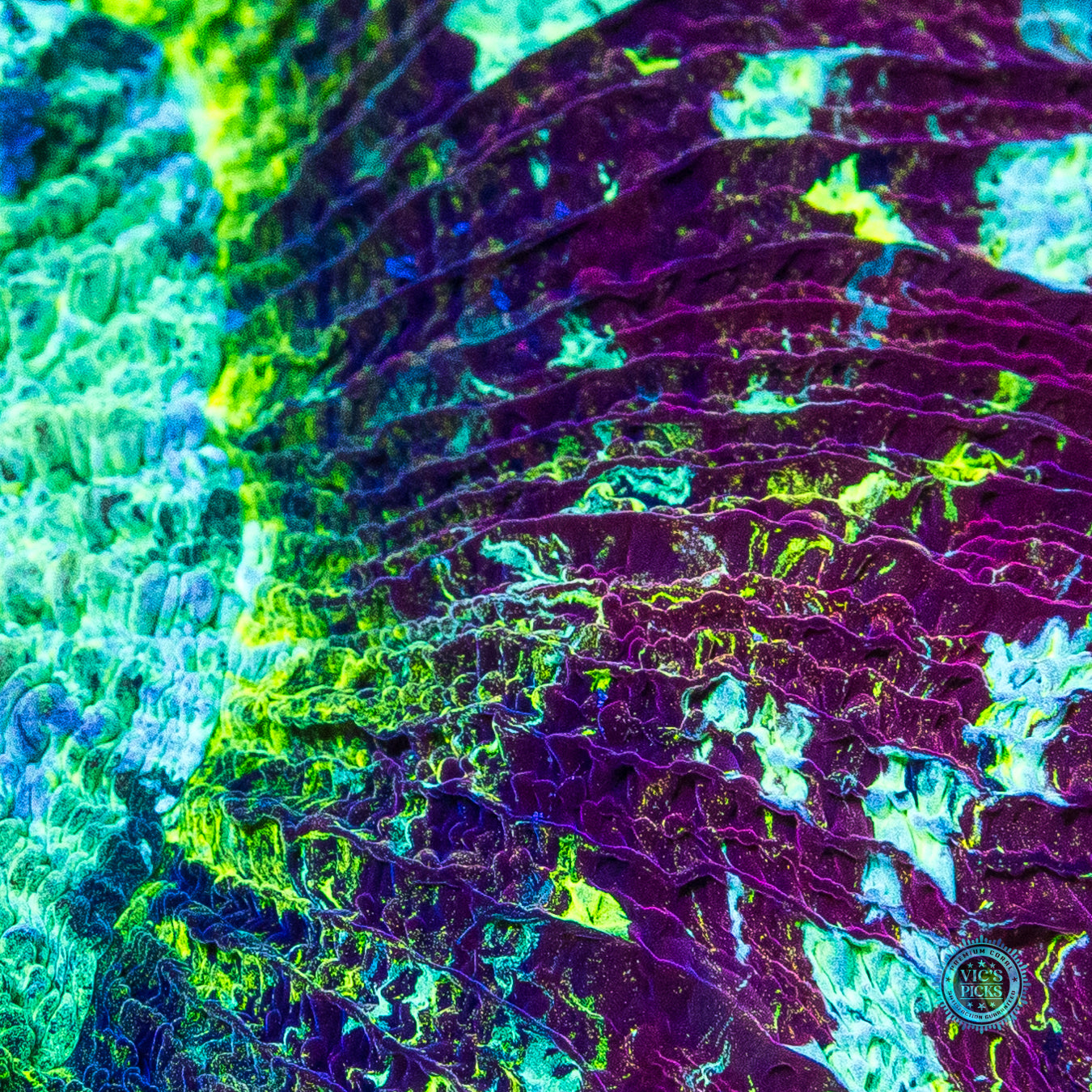 Grapelicious Trachyphyllia