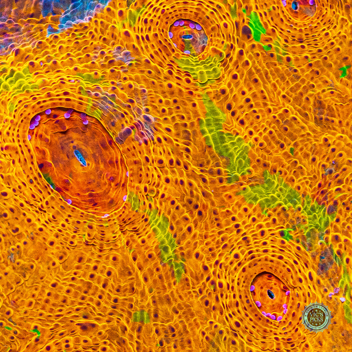 Sunspots Grafted Chalice