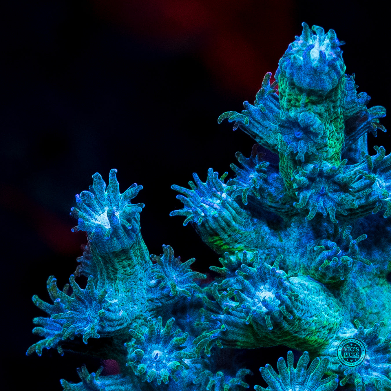 UC Eternal Branching Cyphastrea