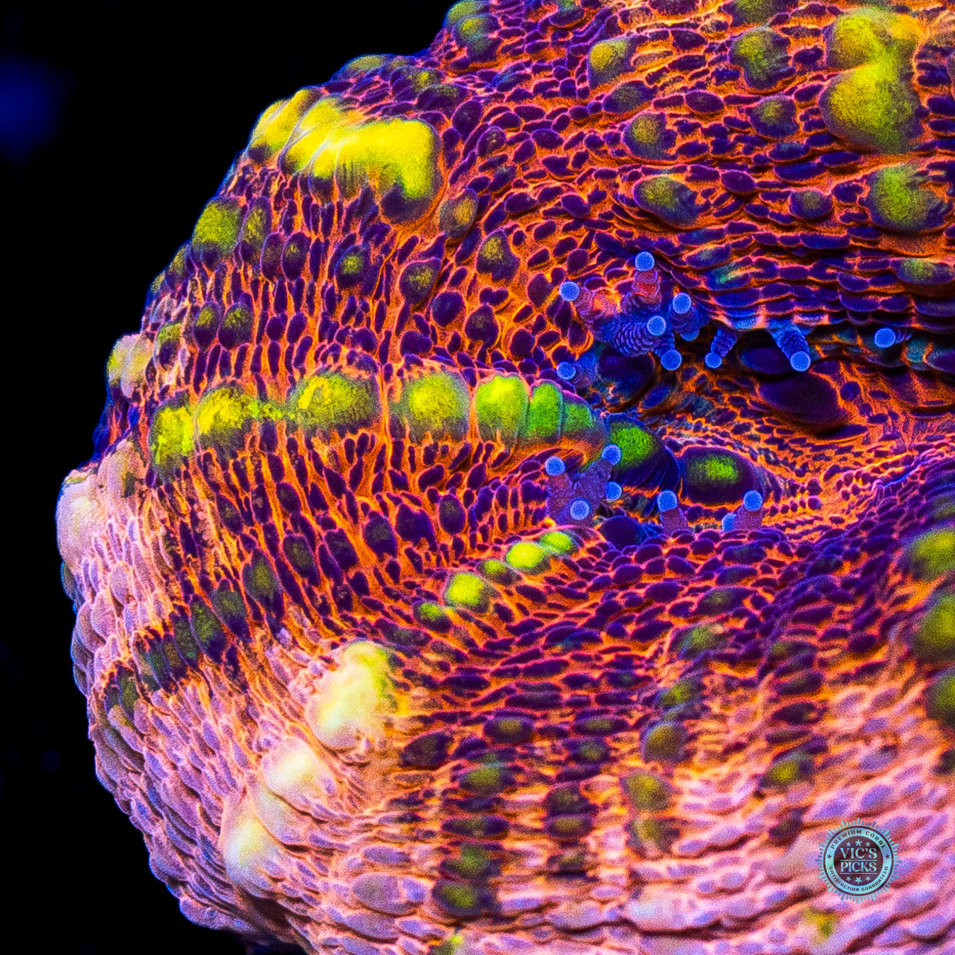 Peach Passion Lobophyllia