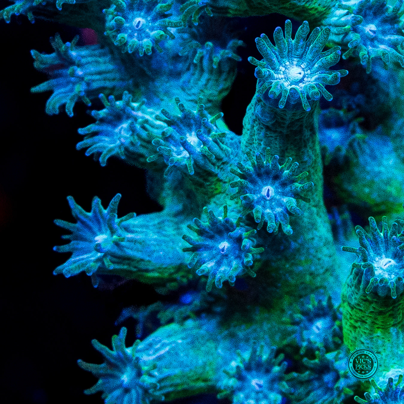 UC Eternal Branching Cyphastrea