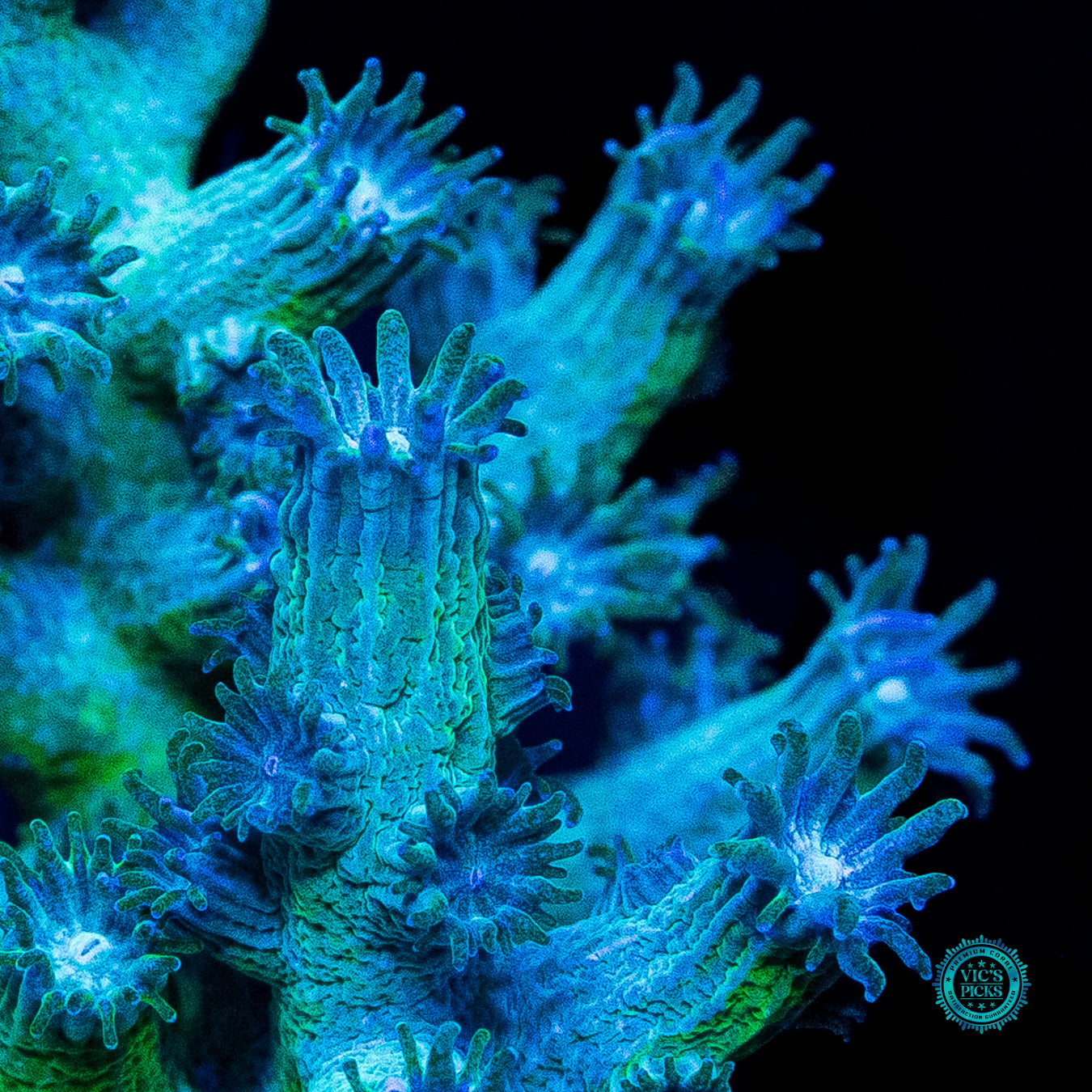 UC Eternal Branching Cyphastrea