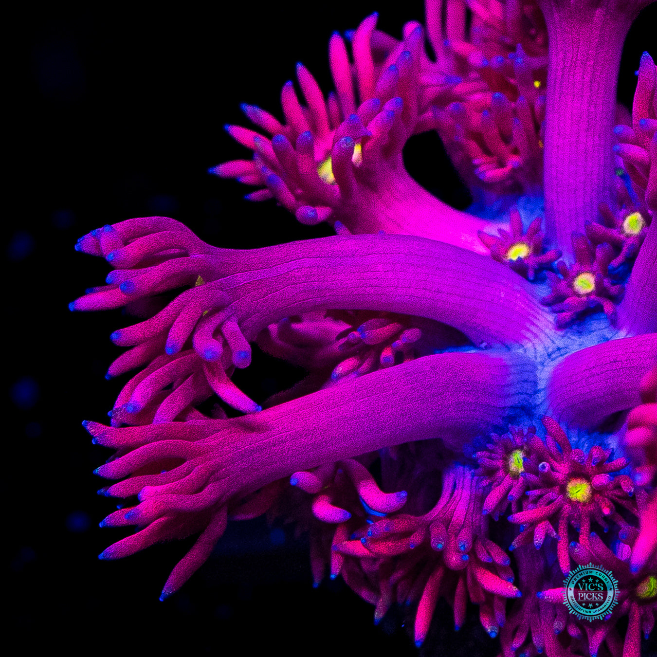 WWC Pushin up Daisies Goniopora