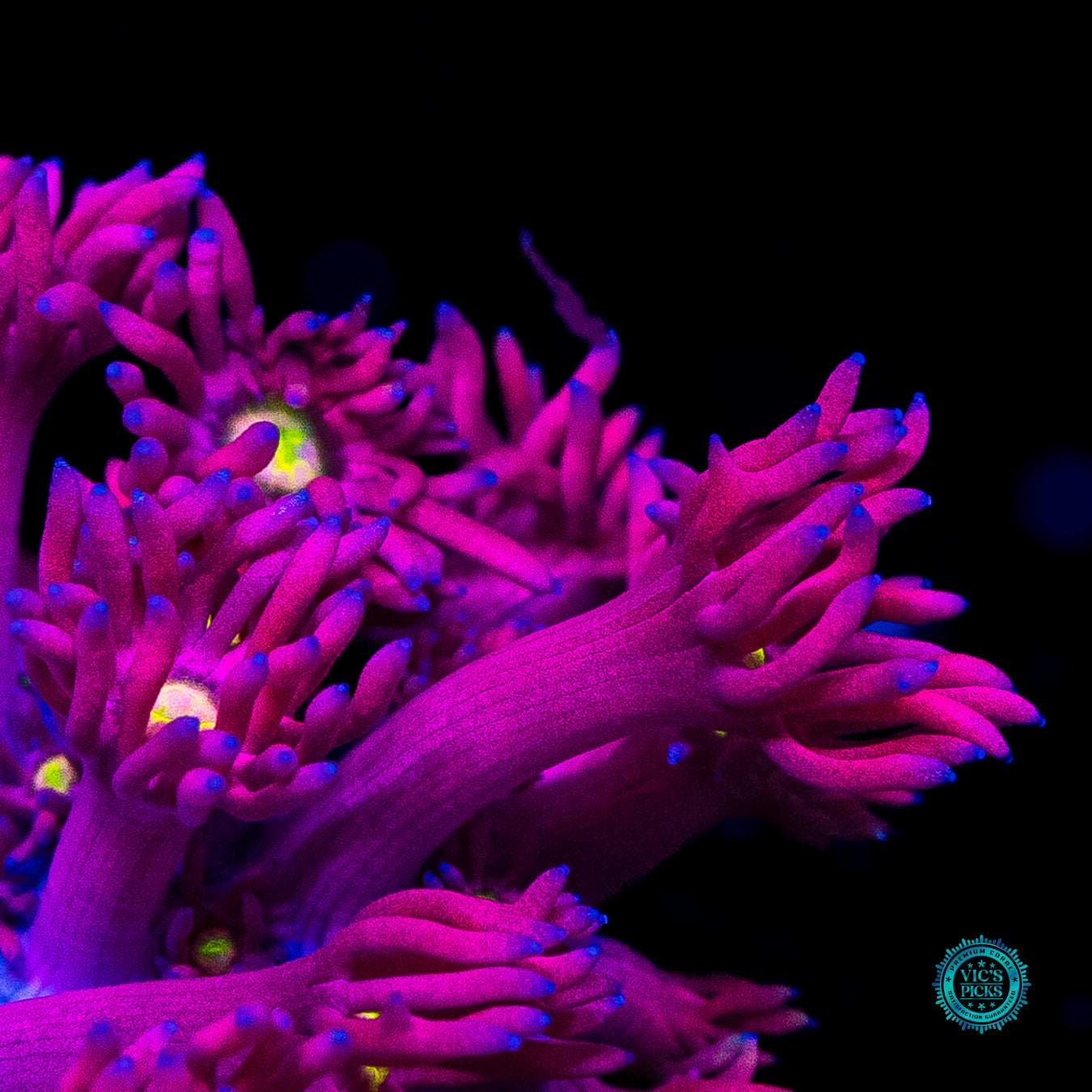 WWC Pushin up Daisies Goniopora