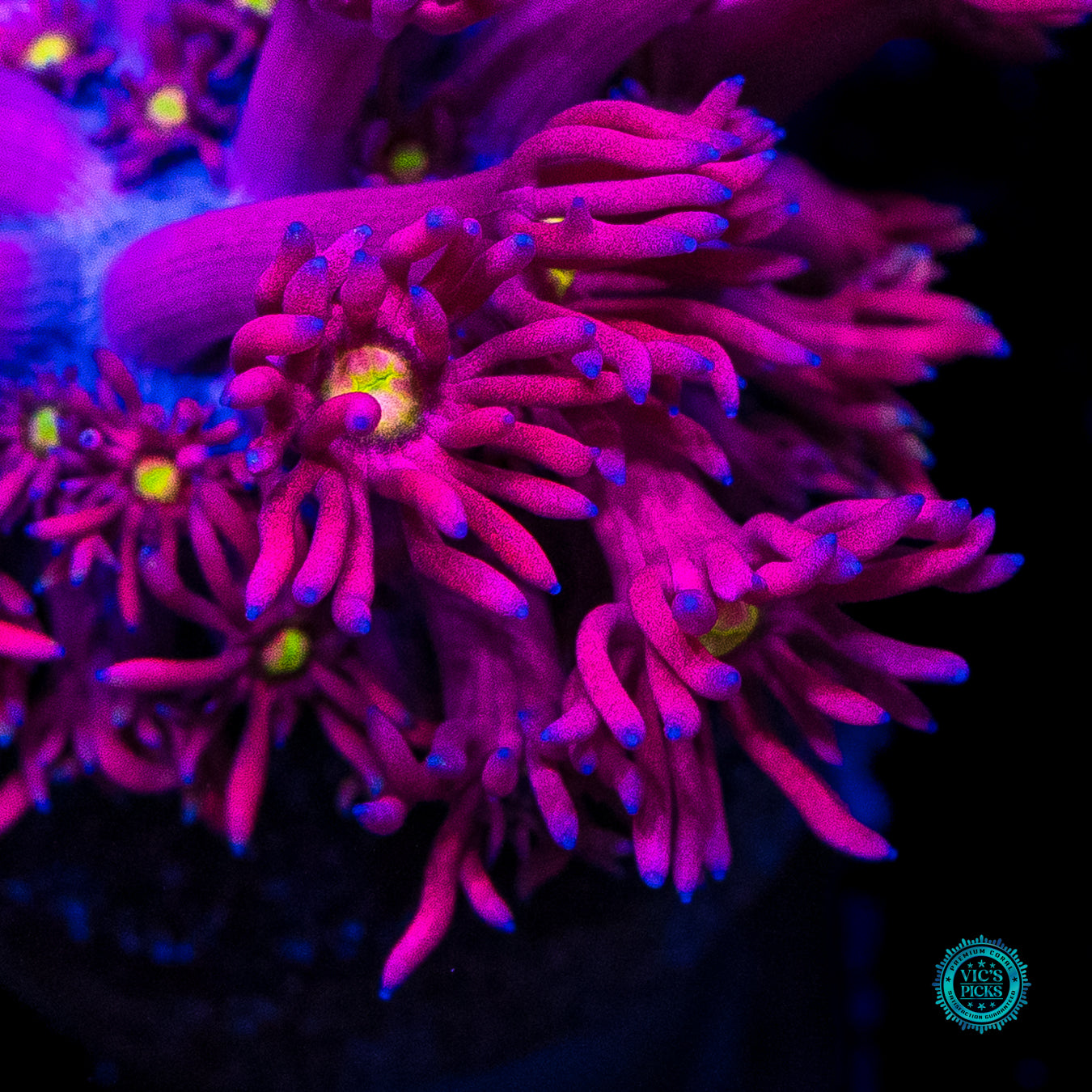 WWC Pushin up Daisies Goniopora