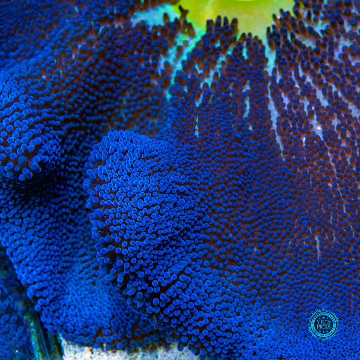 Jumbo Sapphire Blue Carpet Anemone