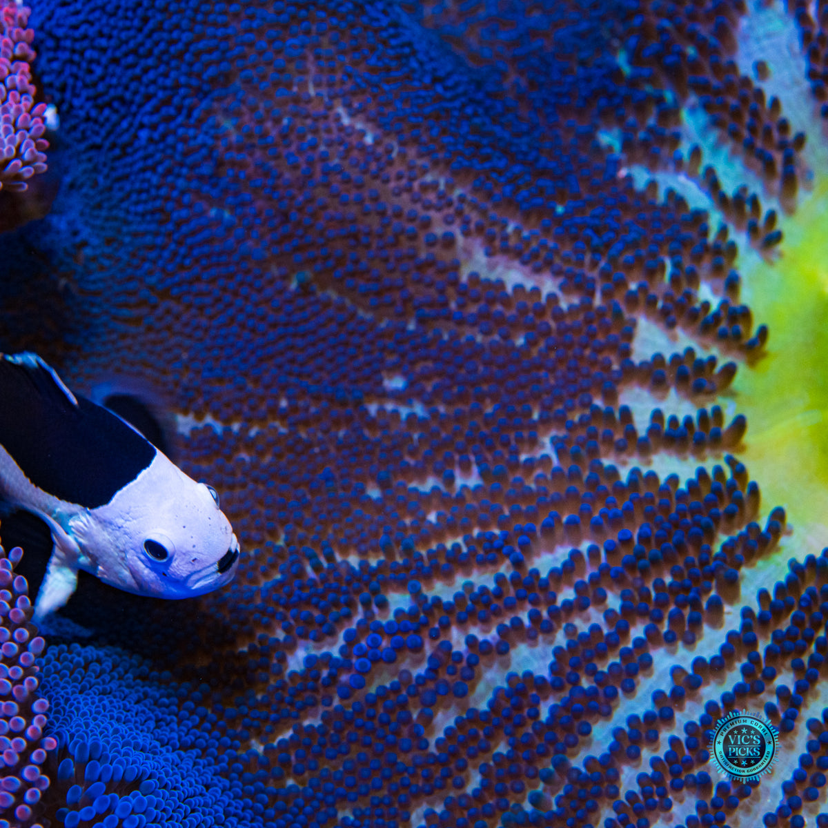 Jumbo Sapphire Blue Carpet Anemone
