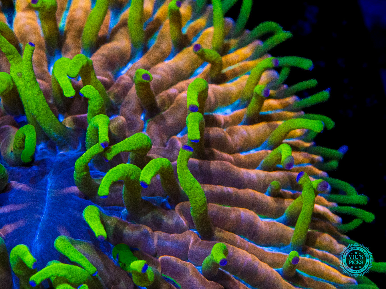 Hairy Metal Head Plate Coral