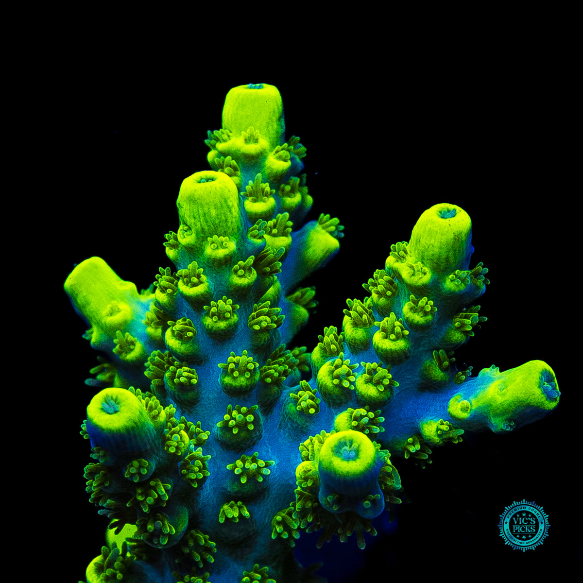 WWC Shark Attack Acropora