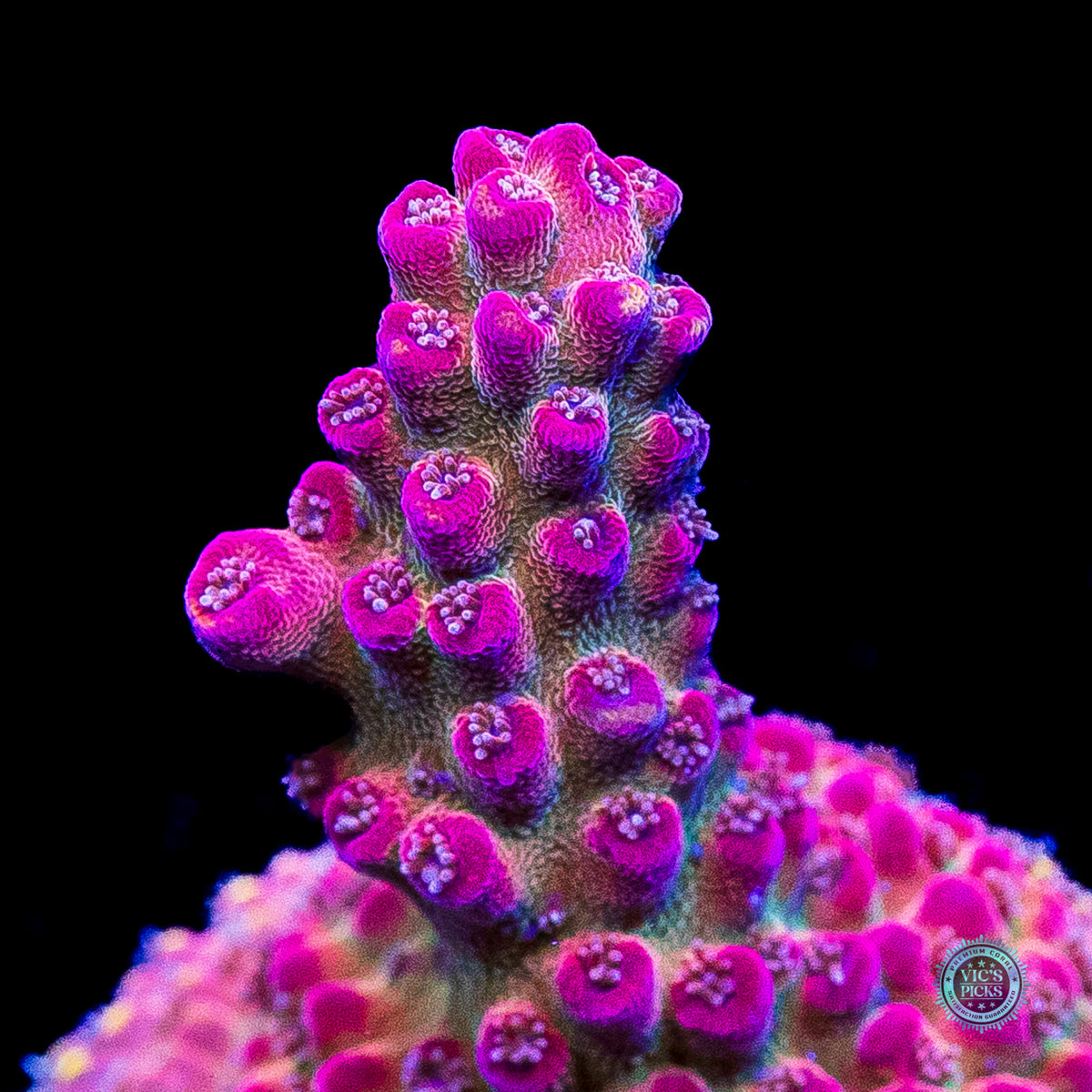 GWS Arcoiris Acropora