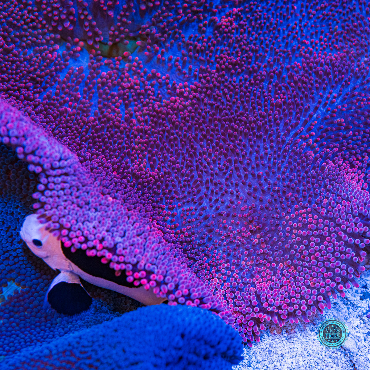 Mauvelous Carpet Anemone