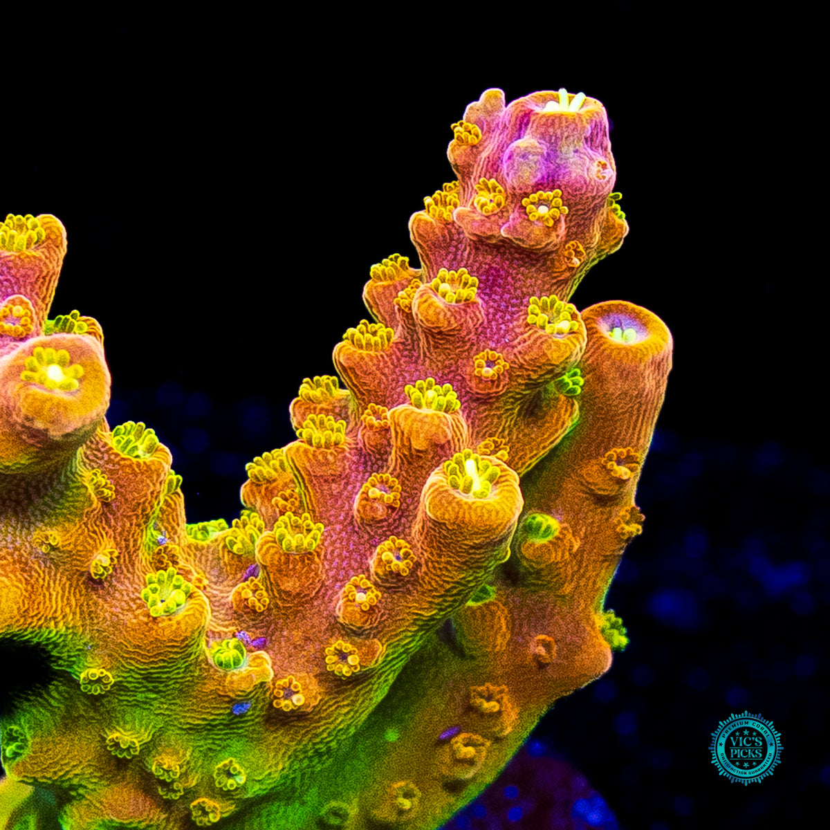 RR Rainbow Loom Acropora