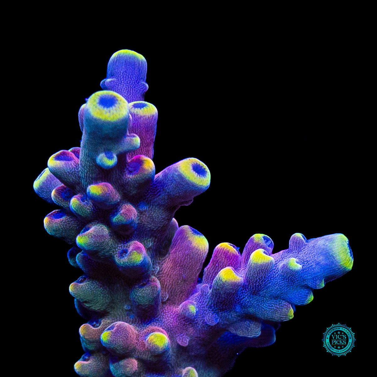 RMF Candyland Acropora
