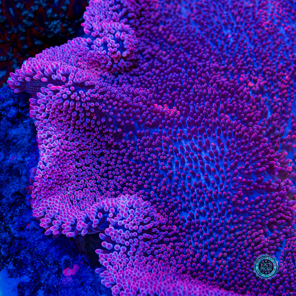 Mauvelous Carpet Anemone