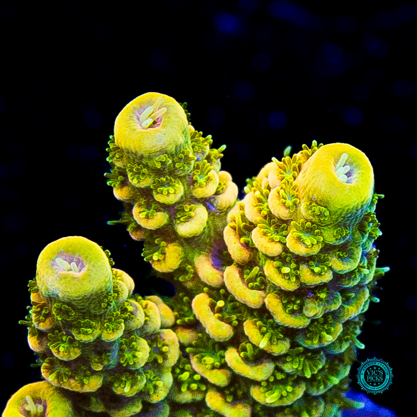 WWC Cactus Cooler Mille Acropora