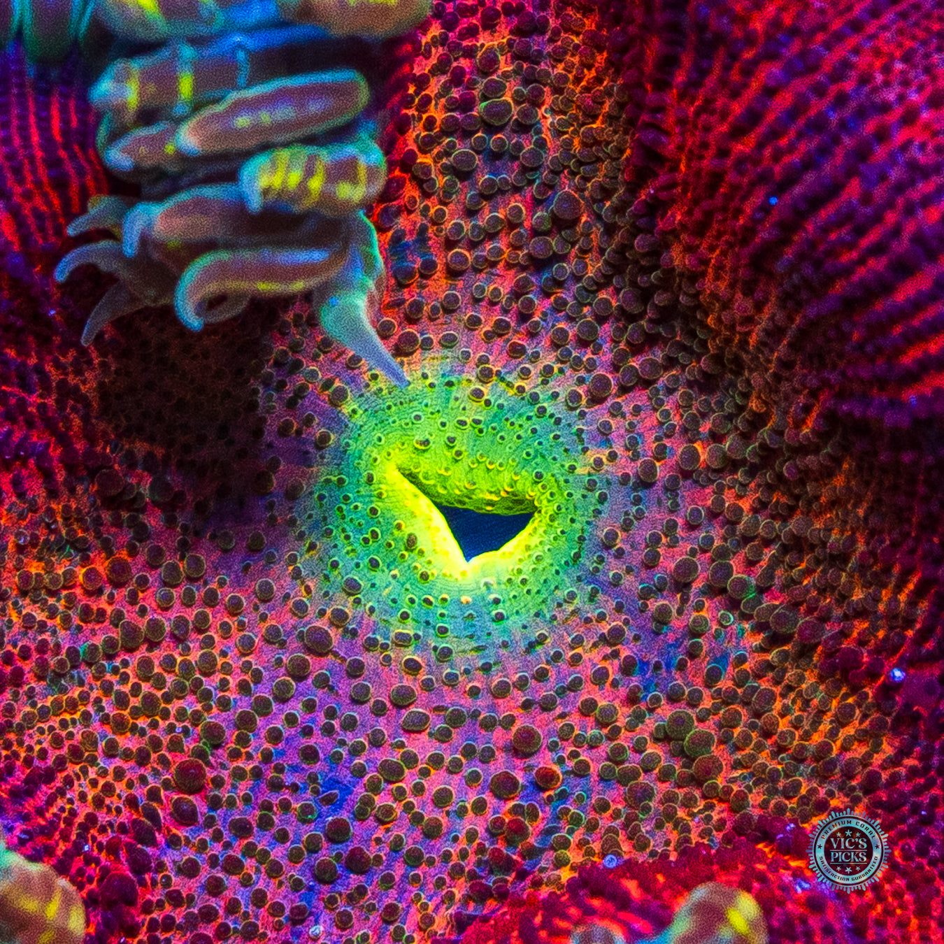 Fruit Cocktail Flower Anemone