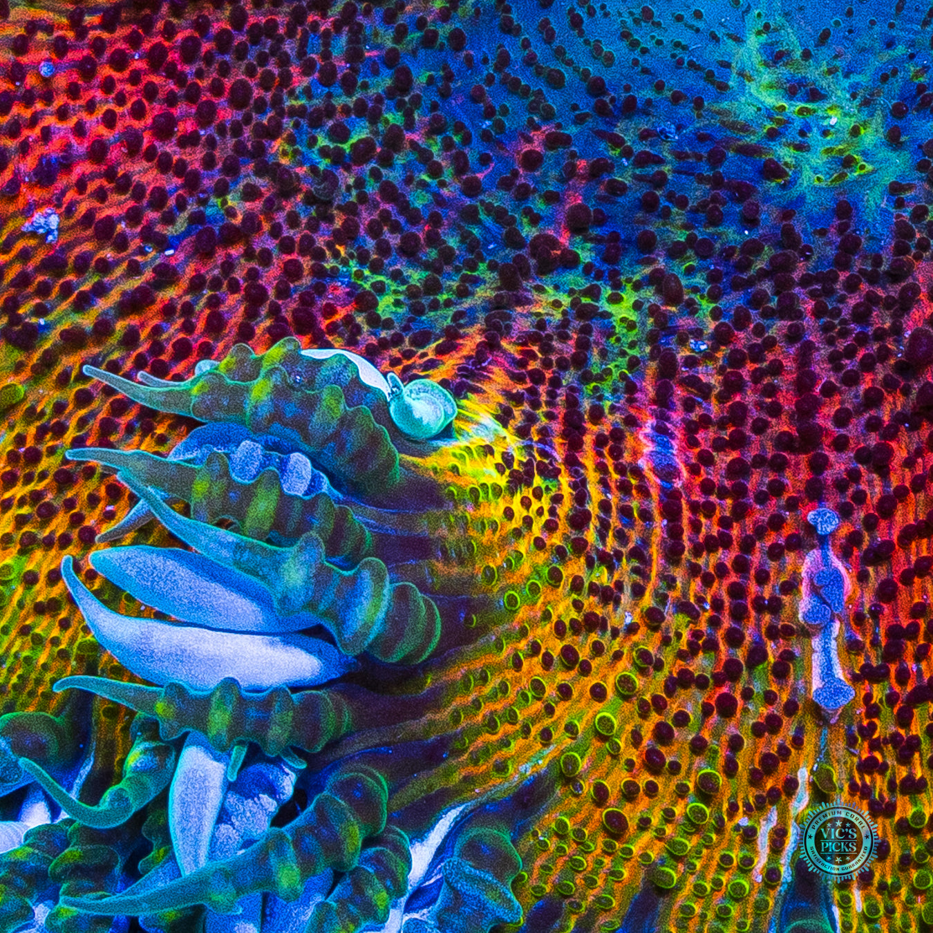 Solar Explosion Flower Anemone