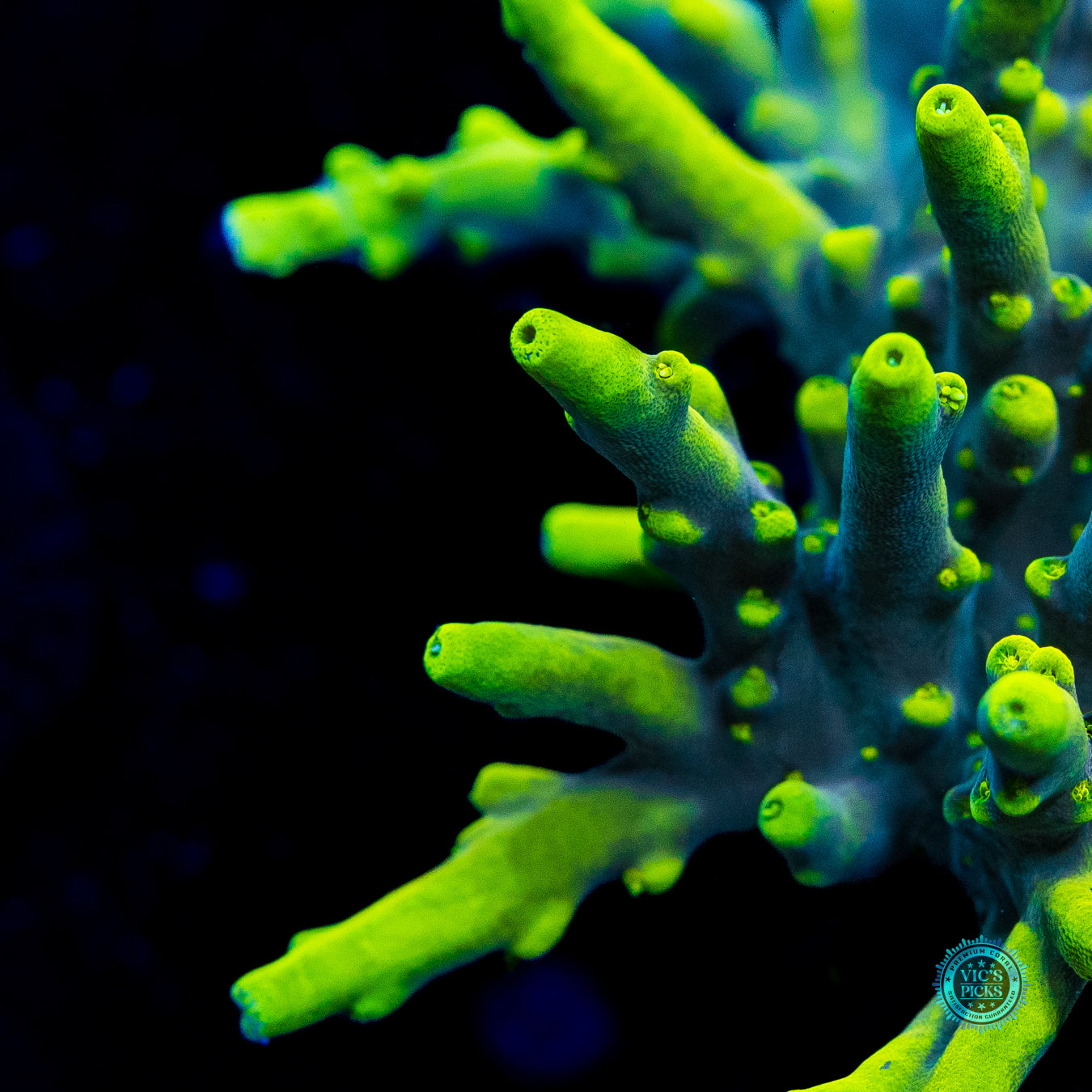 XXL WWC Yodaz Acropora