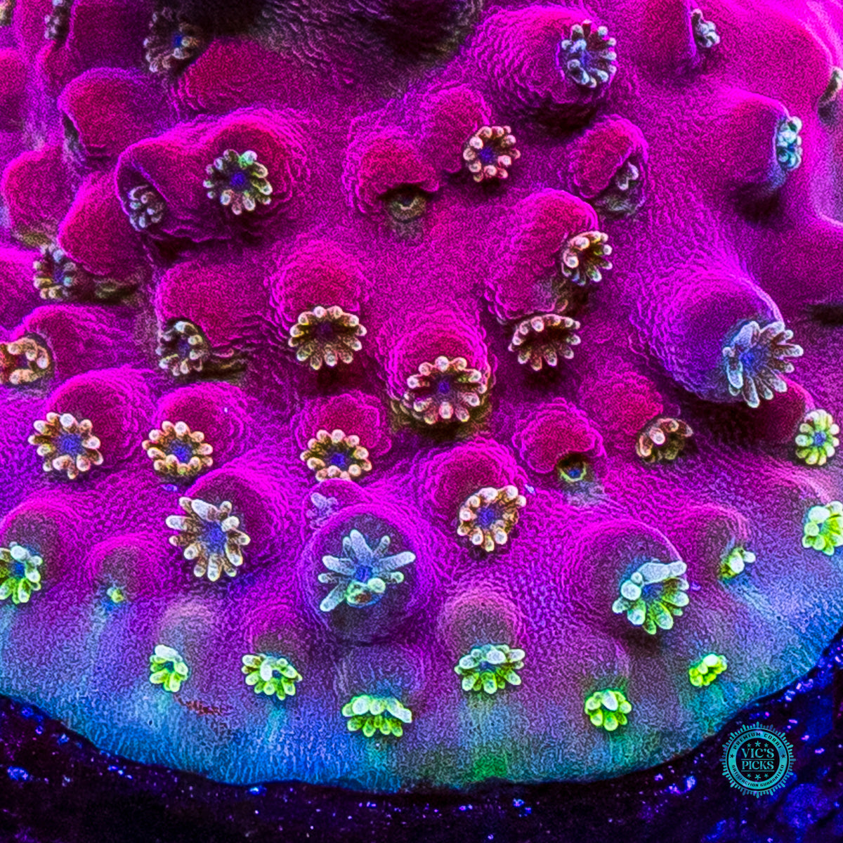 POTO  Flamethrower Acropora